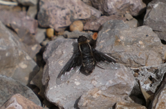Hemipenthes seminiger