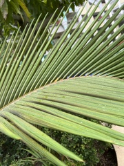 Tracheophyta