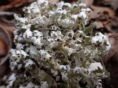 Cladonia prostrata