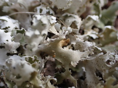 Cladonia prostrata