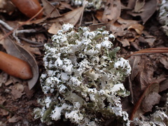 Cladonia prostrata