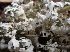 Cladonia prostrata