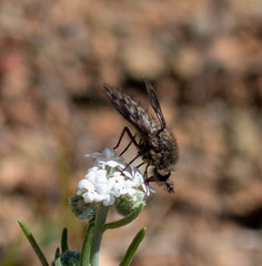 Conophorus fenestratus