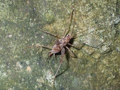 Pleioplectron thomsoni