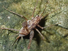 Pleioplectron thomsoni