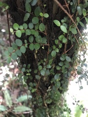 Metrosideros perforata