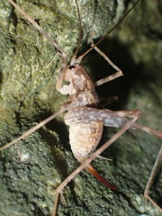 Pleioplectron thomsoni