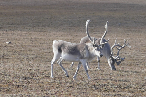 Peary caribou