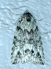 Calathusa basicunea