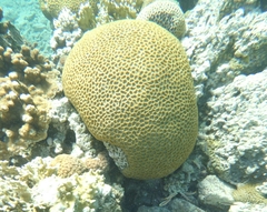 Goniastrea thecata
