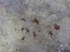 Pleioplectron thomsoni