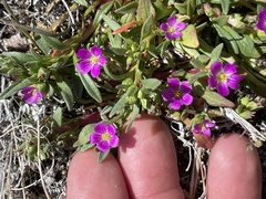 Calandrinia ciliata