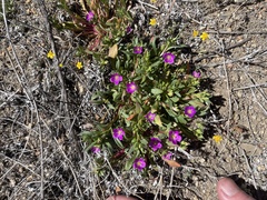 Calandrinia ciliata