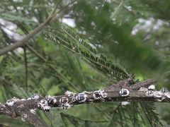 Melanococcus albizziae