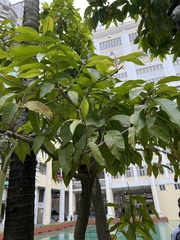 Magnoliopsida