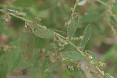 Sida hackettiana