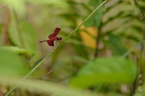 Neurothemis terminata Ris, 1911