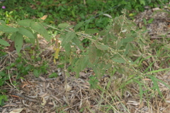 Sida hackettiana