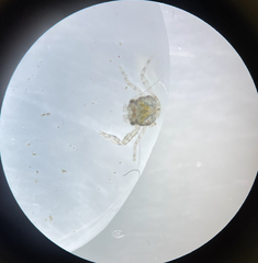 Pisidia
