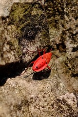 Probergrothius