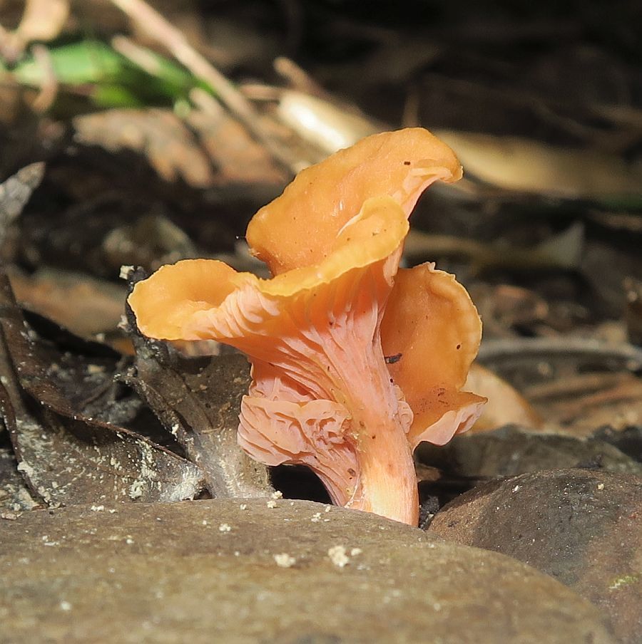 Australian chanterelle from Wapengo NSW 2550, Australia on March 22