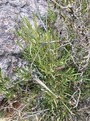 Metastelma arizonicum