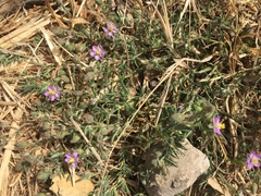 Spergularia macrotheca