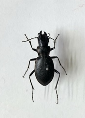 Carabus boeberi