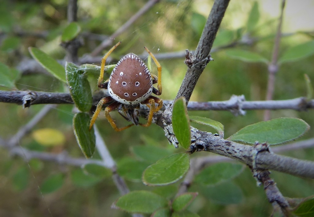 Zealaranea prina from Goodwood, New Zealand on March 5, 2022 at 1059
