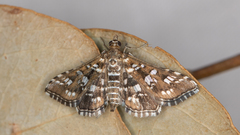 Sameodes iolealis