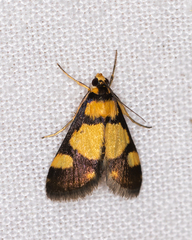 Deuterarcha xanthomela