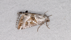 Chaograptis crystallodes