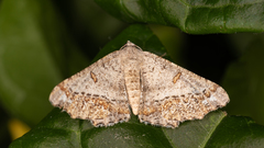 Dissomorphia australiaria