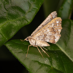 Dissomorphia australiaria