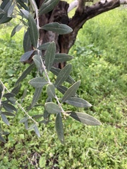 Olea europaea