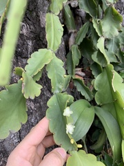 Rhipsalis pachyptera