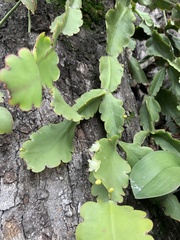 Rhipsalis pachyptera