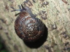 Thalassohelix igniflua