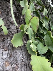 Rhipsalis pachyptera