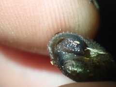 Thalassohelix igniflua