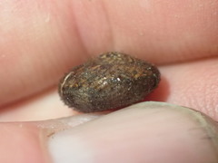 Thalassohelix igniflua