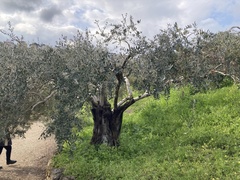 Olea europaea