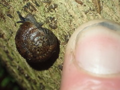 Thalassohelix igniflua