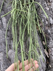 Rhipsalis lindbergiana