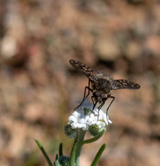 Conophorus fenestratus