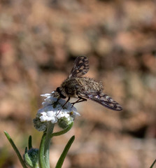 Conophorus fenestratus