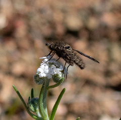 Conophorus fenestratus