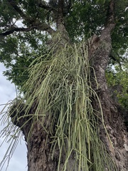 Rhipsalis lindbergiana