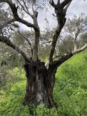 Olea europaea