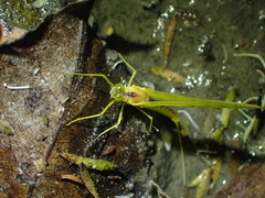 Ameletopsis perscitus